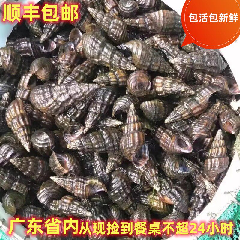 新鲜螺野生山坑螺带壳鲜活发货