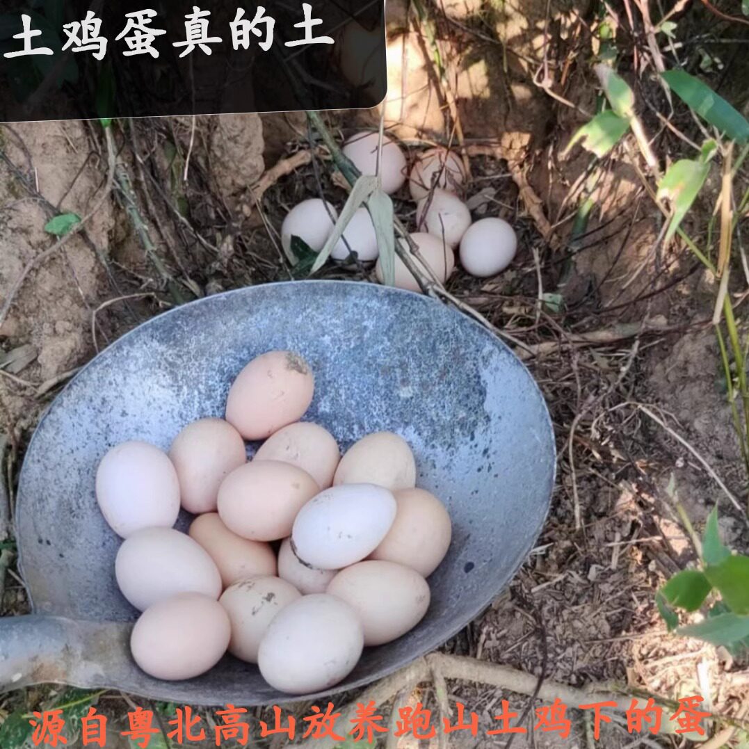 粤北正宗农家新鲜土鸡蛋高山放养五谷杂粮虫草现捡现发30枚6o枚