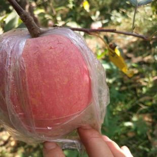 山西运城临猗冰糖心苹果农家现摘水果脆甜无农药裂纹丑苹果红富士