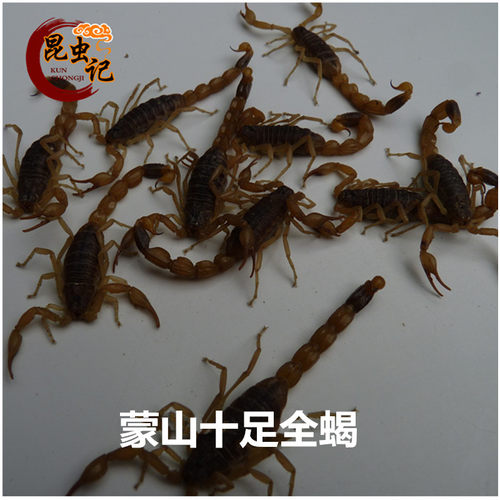 蝎子食用昆虫营养价值高