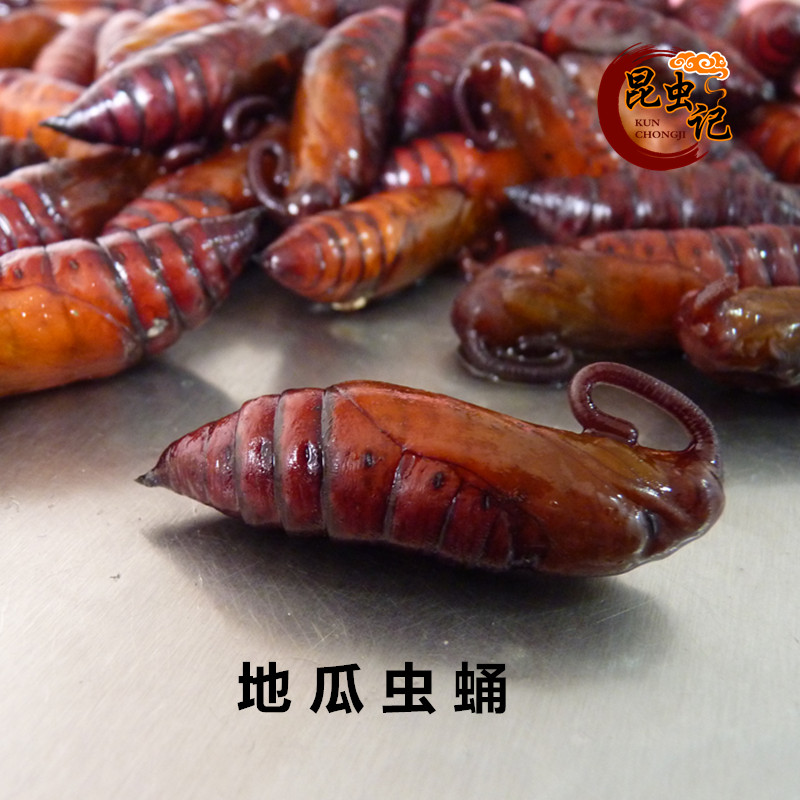 新鲜地瓜虫蛹 红薯蛹 钢笔蛹 青虫蛹食用昆虫生鲜冷冻运输500克