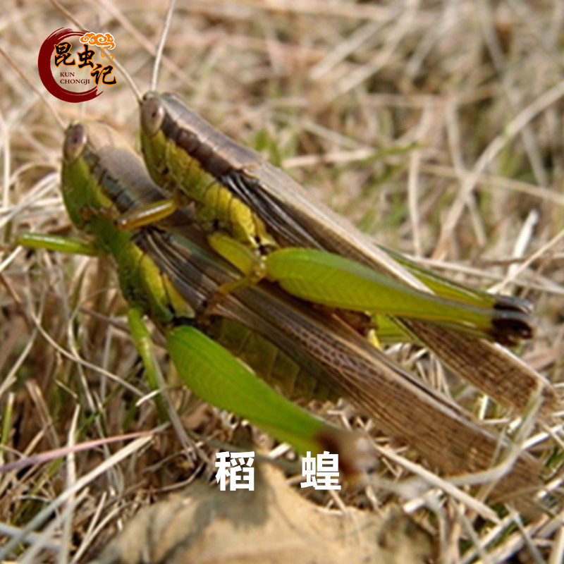 新鲜稻蝗蚂蚱 蝗虫蚱蜢绿蚂蚱油蚂蚱优质小蚂蚱生鲜发货