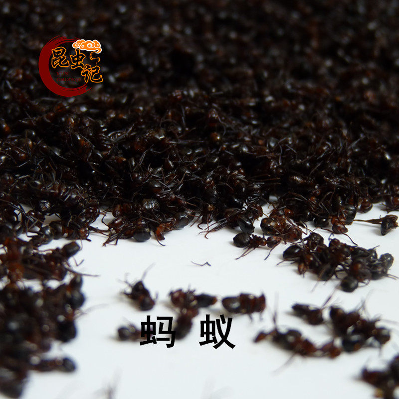 新鲜蚂蚁大黑蚂蚁沂蒙山蚁食用昆虫记