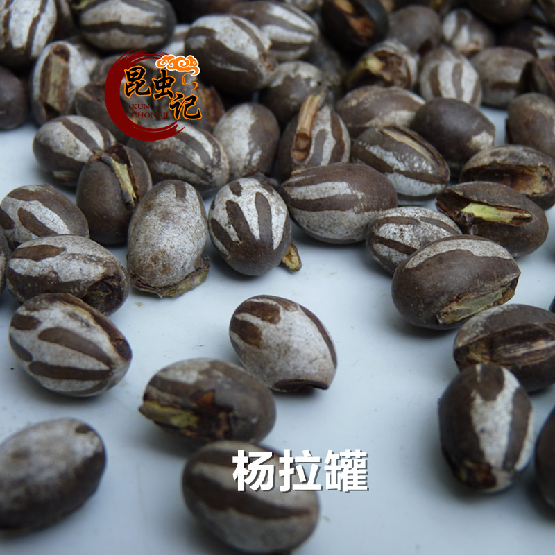 新鲜杨拉罐新鲜洋辣子蛋八甲刺子土美食包邮波刺毛1斤