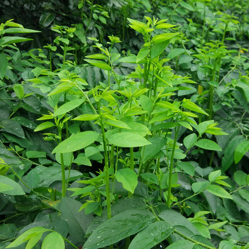 新鲜五指山野菜树仔菜泰国枸杞天绿香越南菜守宫木营养丰富南洋菜