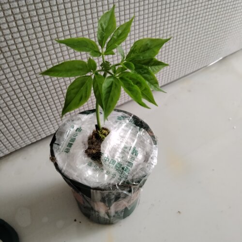 盆栽长白山人参苗带叶带根带土带盆整支活苗东北吉林产地直发食用