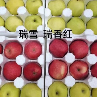 原产地直发西北农林科技大学培育白水苹果瑞雪瑞香红纯甜无酸