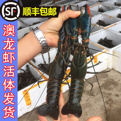 澳龙种虾小青龙小龙虾澳洲淡水