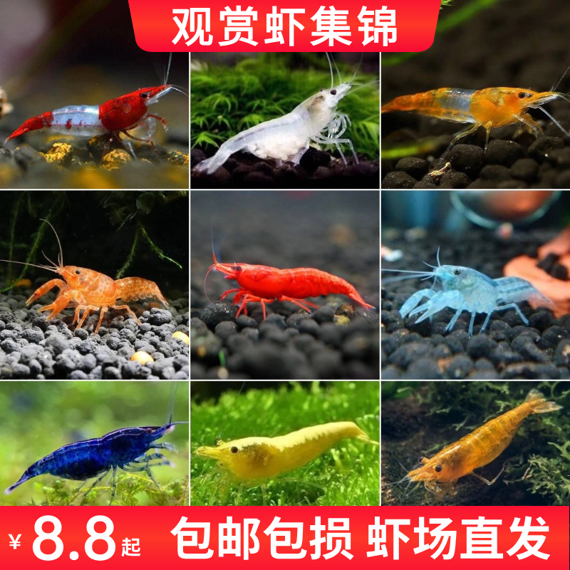 观赏虾活体除藻工具虾樱花极火虾