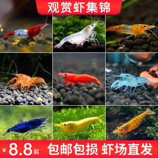 观赏虾活体除藻虾樱花极火黑壳虾黄金背米虾水晶虾草缸鱼缸工具虾