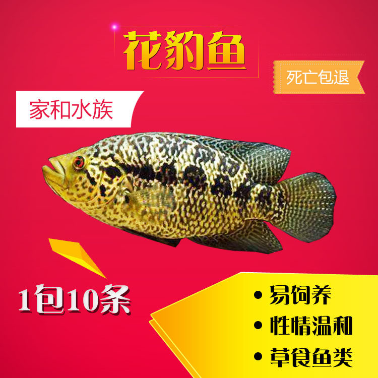 淡水石斑鱼花老虎鱼活体大慈鲷花豹鱼凶猛热带观赏鱼龙鱼中层配鱼