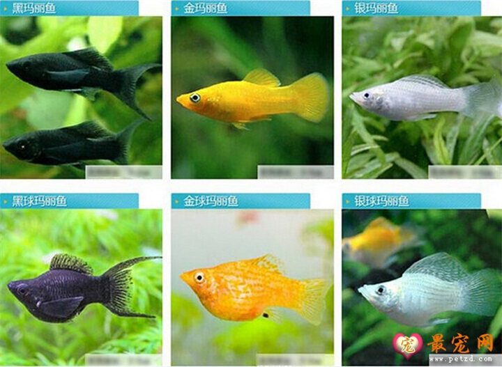 胎生小型热带鱼 银白高帆玛丽鱼 黑皮球鱼 桔色超级玛丽鱼活体