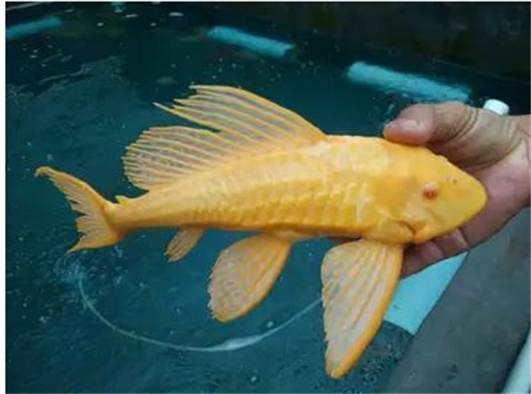 黄金红眼女王大帆鱼异形清道夫 配龙鱼魟鱼活体鱼吃藻垃圾鱼包邮