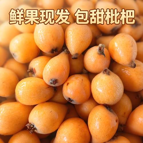 正宗枇杷新鲜水果当季四川鲜果应季水果长虹五星甜枇杷老人孕妇