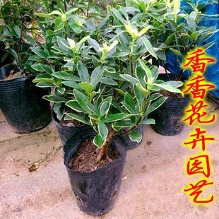 金边瑞香盆栽 金边瑞香苗木 金边瑞香小苗 金边瑞香树苗 开花香