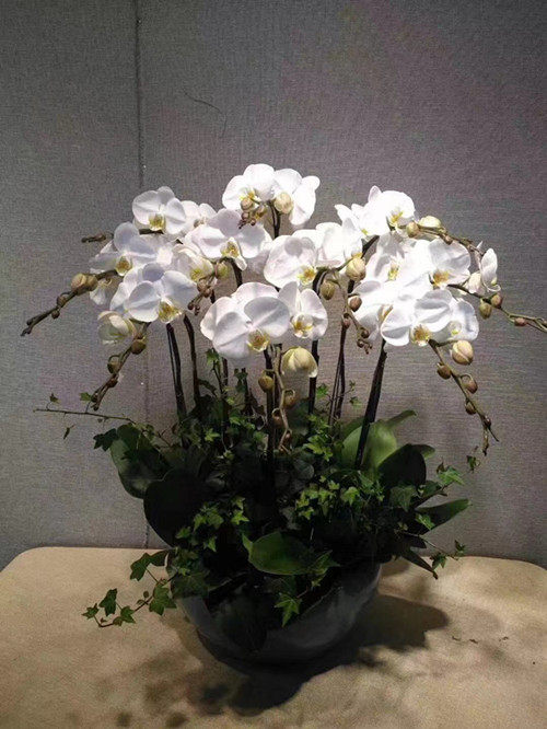 蝴蝶兰盆栽居家乔迁开业送礼龙华