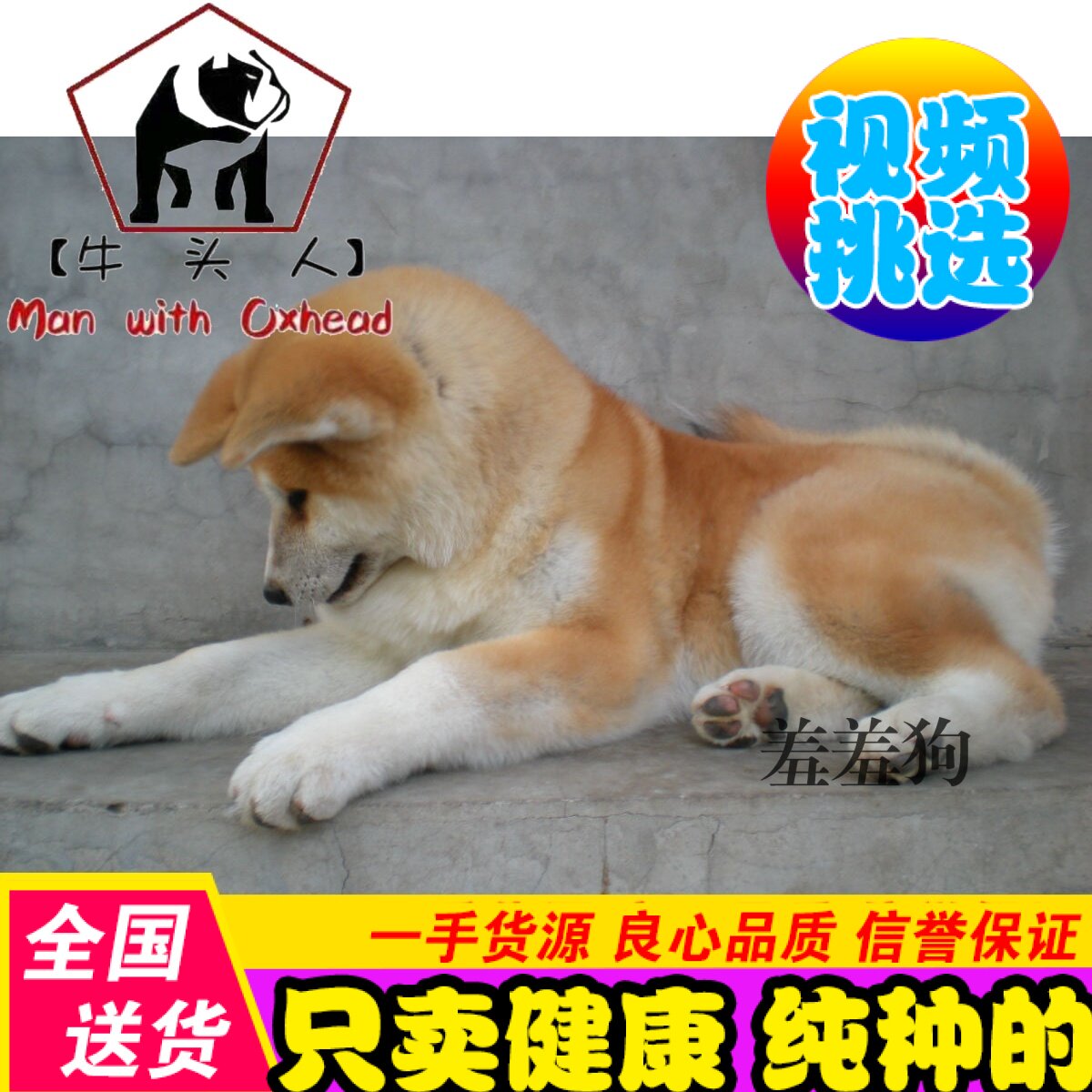 纯种家养精品活体秋田犬幼犬出售日本柴犬憨厚老实宠物狗狗包健康|msdalam kategori haiwan peliharaan/makanan haiwan dan bekalan, anjing - dari Buy2taobao.com untuk memberikan perkhidmatan ejen Taobao profesional membeli