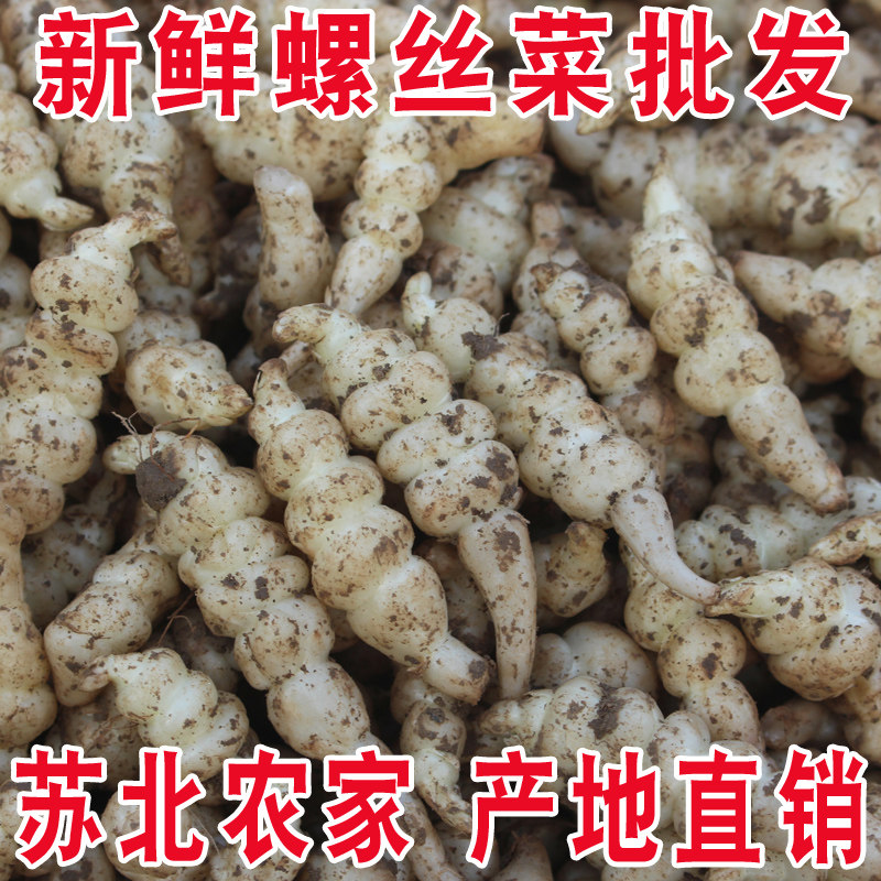 螺丝菜新鲜宝塔菜地环地葫芦