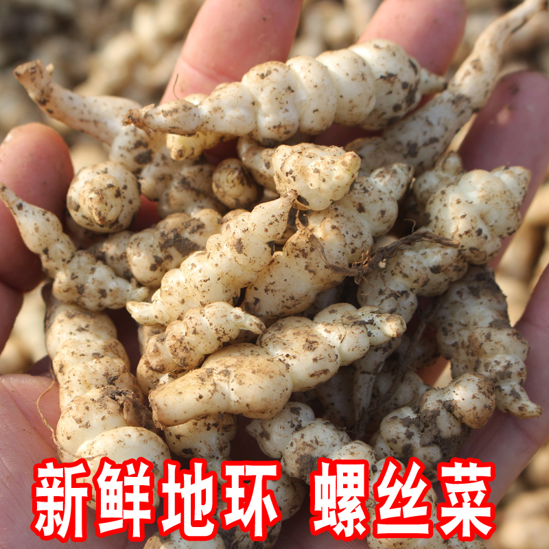 现挖螺丝菜新鲜宝塔菜地环腌泡菜
