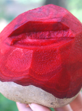 现挖甜菜根紫皮甜菜头榨汁菜水果