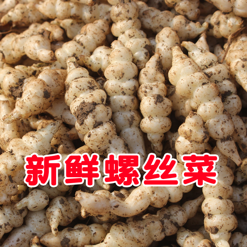 新鲜宝塔菜螺丝菜地环蔬菜腌泡菜