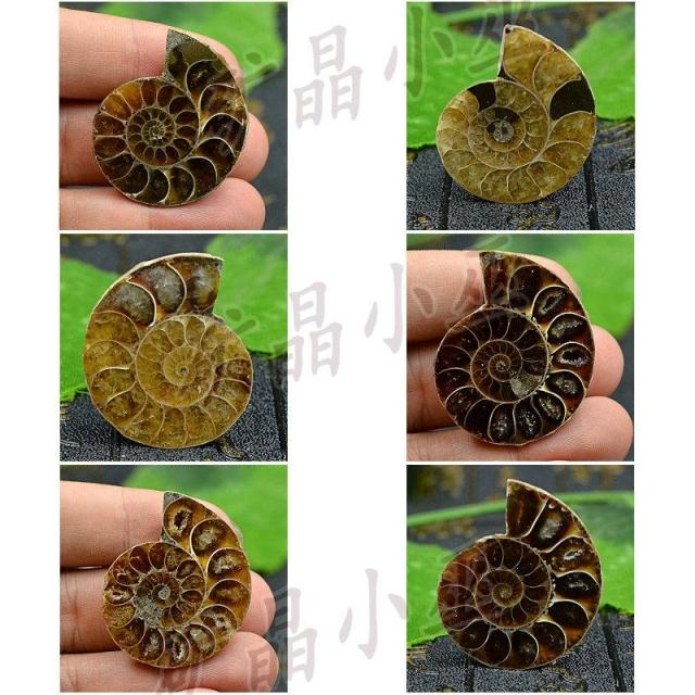 多款保真！单个斑彩螺草花螺玉化 古生物螺 菊石螺化石贝壳原石Hc