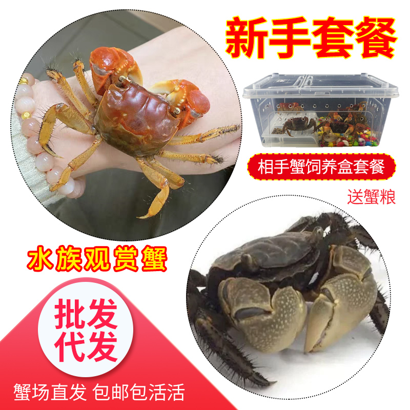 红鳌鲜活相手蟹活体迷你宠物辣椒淡水观赏水族用品水路饲养盒包邮 宠物/宠物食品及用品 蟹 原图主图