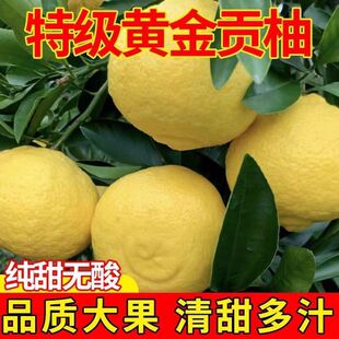 湖南怀化黄金贡柚洪江小柚子象山春香甜柚现摘现发新鲜水果礼盒装