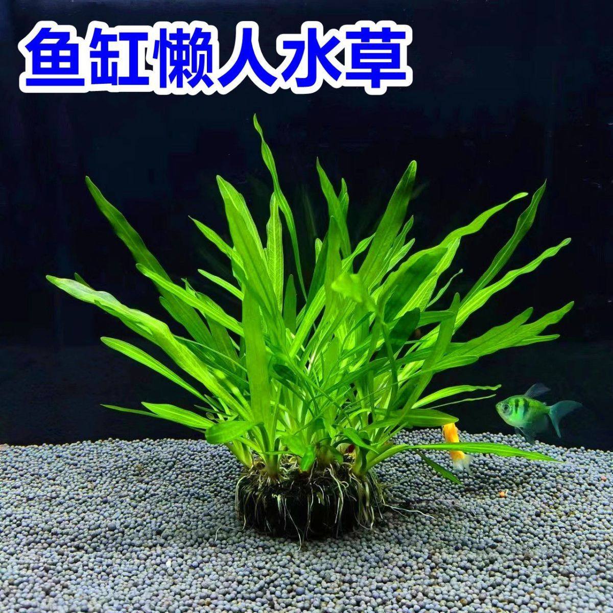 迷你绿九冠鱼缸水草大叶中后造景淡水阴性草懒人水草古法养鱼坨草,宠物/宠物食品及用品,水草,淘宝优惠券,粉丝福利购,淘宝优惠卷