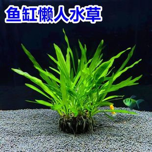 迷你绿九冠鱼缸水草大叶中后造景淡水阴性草懒人水草古法养鱼坨草