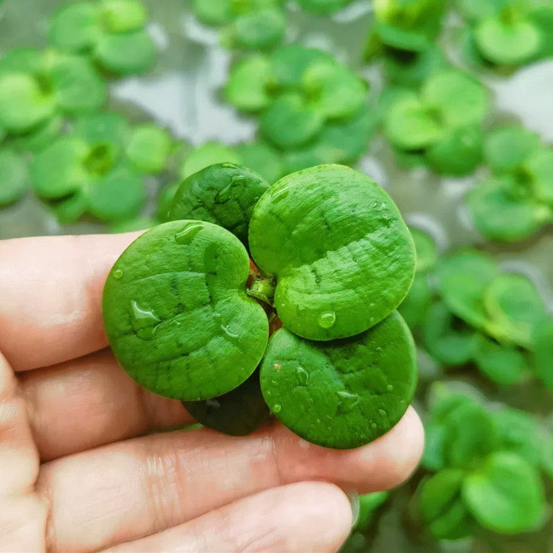 圆心萍浮萍净化水质吸收硝酸盐水培绿植庭院阳台鱼虾龟缸漂浮水草,宠物/宠物食品及用品,水草,淘宝优惠券,粉丝福利购,淘宝优惠卷