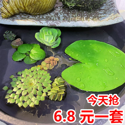 一叶莲鱼缸水生培水草植物真草造景增氧沉木净化水质水面碗莲浮萍