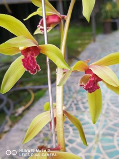 新品兰花红舌惠兰浓香兰花苗整颗连体兰花室内室内花卉绿植小盆栽
