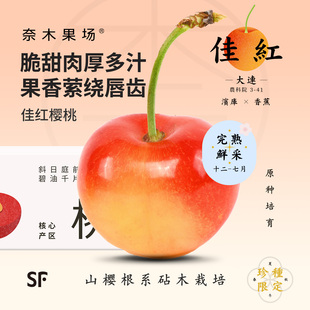 奈木果场大连佳红樱桃5J特级调温棚高甜脆嫩多汁sf礼盒 4月初