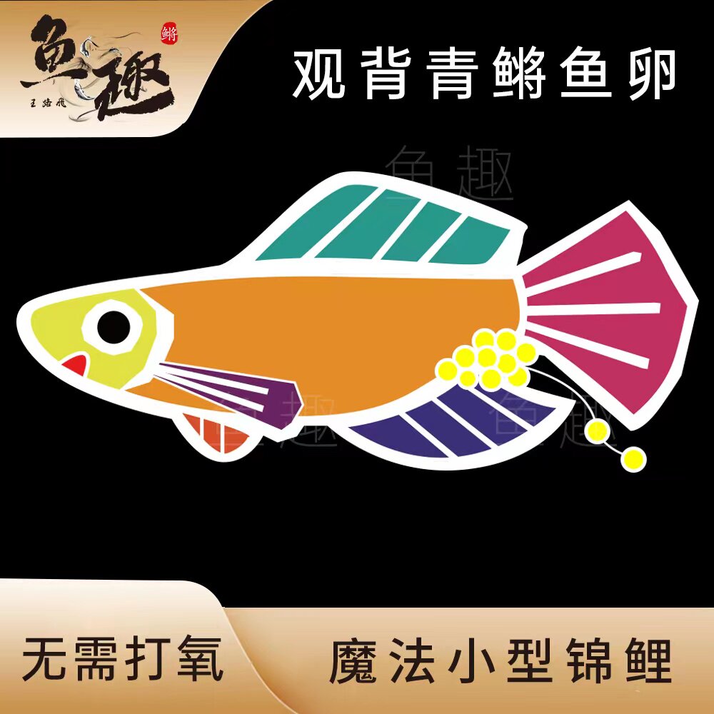 观背青鳉魔法小型锦鲤懒人好养耐寒冷水观赏鱼卵系列
