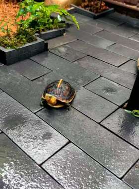 黄缘龟地砖紫砂陶泥透气保湿手工砖造景装饰专用小砖