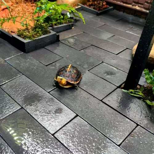 黄缘龟地砖紫砂陶泥透气保湿手工砖造景装饰专用小砖