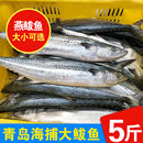 5斤青岛海捕大鲅鱼新鲜鲜活冷冻深海鱼鲅鱼馅原料整条蓝点马鲛鱼