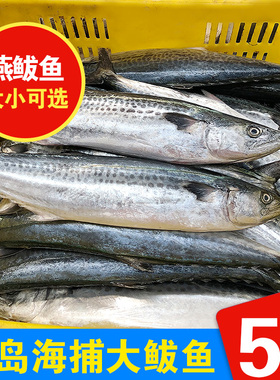 5斤青岛海捕大鲅鱼新鲜鲜活冷冻深海鱼鲅鱼馅原料整条蓝点马鲛鱼