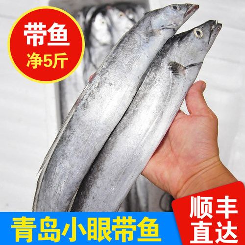 新货青岛海捕小眼带鱼肉嫩肥