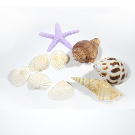 鱼缸造景装饰天然贝壳 海螺 仿真海星 雪贝 花点螺