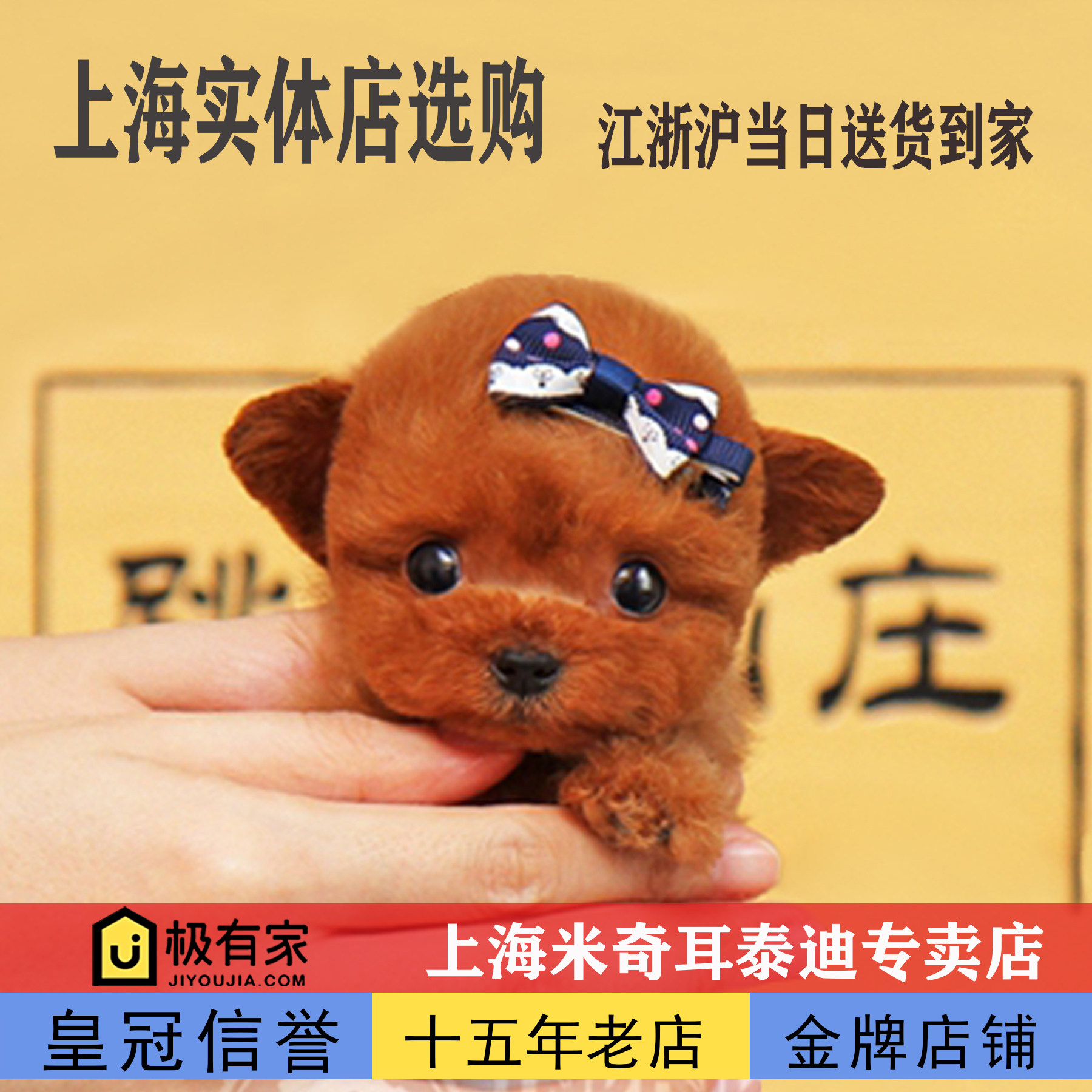 【跳跳山庄】纯种茶杯犬米奇耳灰泰迪幼犬红泰迪犬贵宾犬宠物狗狗