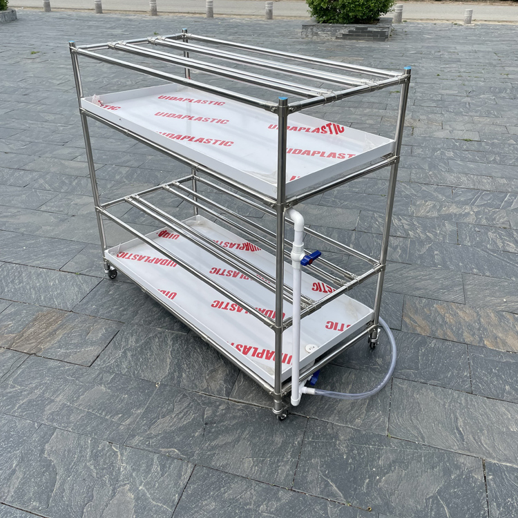 至尊款透明一体托水盘君子兰兰花