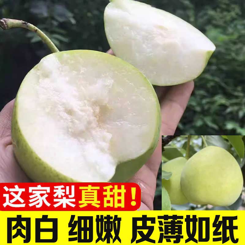 高山迷梨小香梨肉白细嫩皮薄超甜