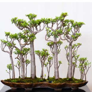 非洲进口猴面包树种子种植名贵树苗地载园林绿化室内盆景盆栽植物