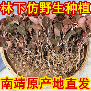 林下仿野生金线莲干货50克礼盒装药食同源天然食材养生茶南靖推荐