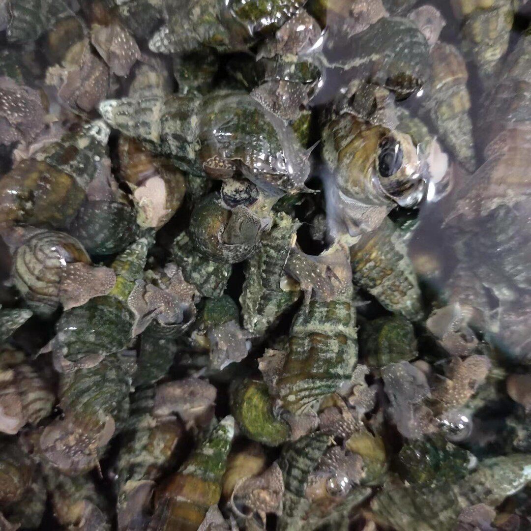 批发专用链接野生扭纹螺鲜活山溪山坑螺野生石螺田螺正宗客家