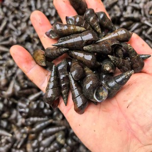 新鲜20斤活体山坑螺活体活体海螺活体活螺