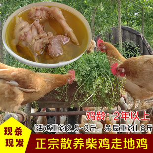 一头老黄牛 |土鸡农家散养老母鸡山林走地鸡现杀新鲜鸡肉柴鸡月子