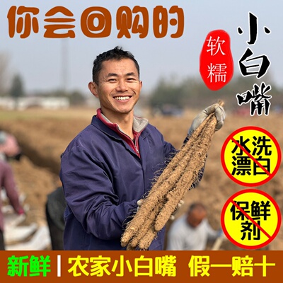 河北正宗小白嘴山药新鲜铁棍